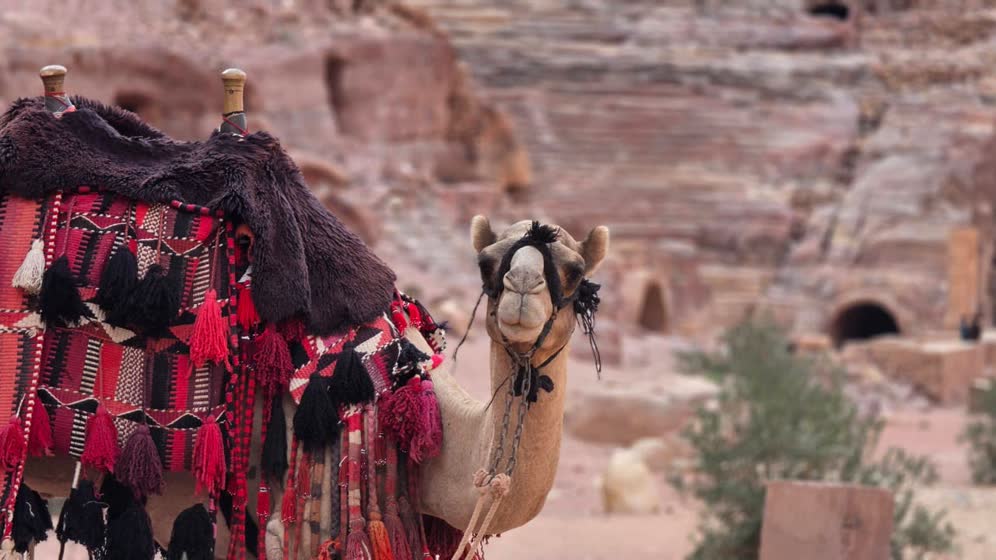 A camel in a red saddle at Petra